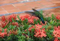 Humming bird