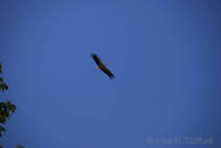 A stork at the Parc de l’Orangerie, Strasbourg