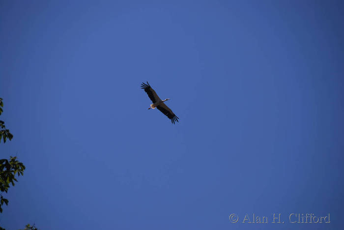 A stork at the Parc de l’Orangerie, Strasbourg