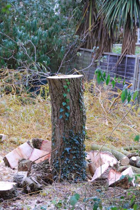 A blue tit on the pruned willow