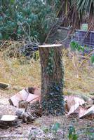 A robin on the pruned willow