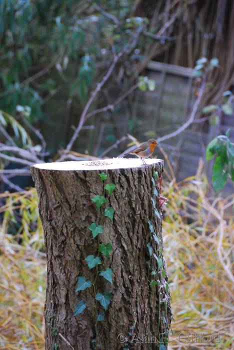 A robin on the pruned willow