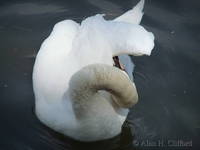 Swan