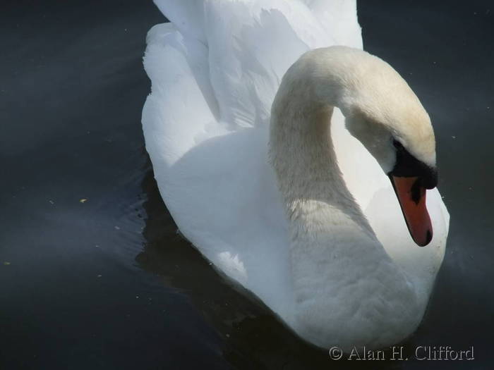 Swan