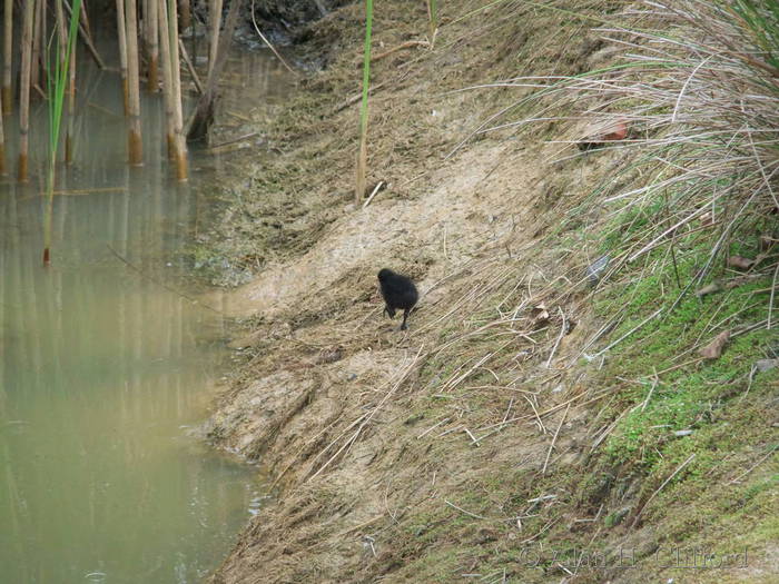 Moorhen at the water hazard