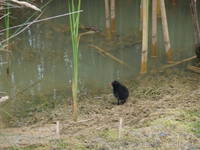 Moorhen at the water hazard