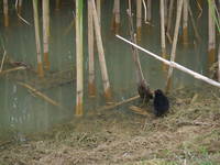 Moorhen at the water hazard