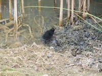 Moorhen at the water hazard