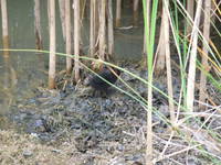 Moorhen at the water hazard