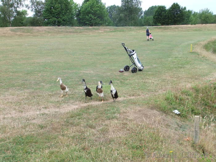 Golf course ducks