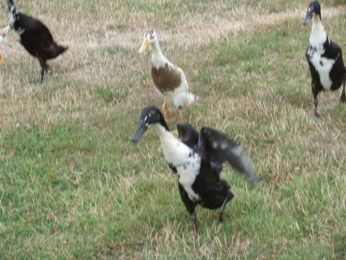 Golf course ducks