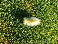 Pale Tussock on the 9th green