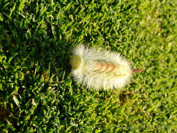 Pale Tussock on the 9th green