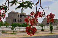 Royal Poinciana and new buildings