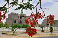 Royal Poinciana and new buildings