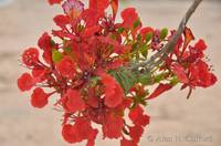 Royal Poinciana