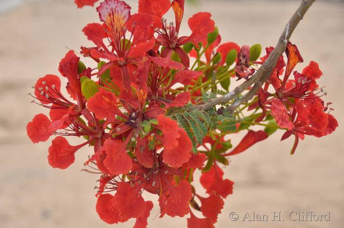 Royal Poinciana