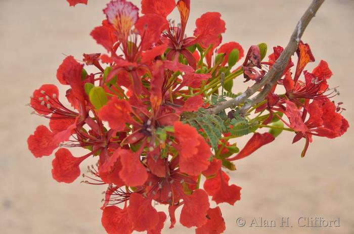 Royal Poinciana