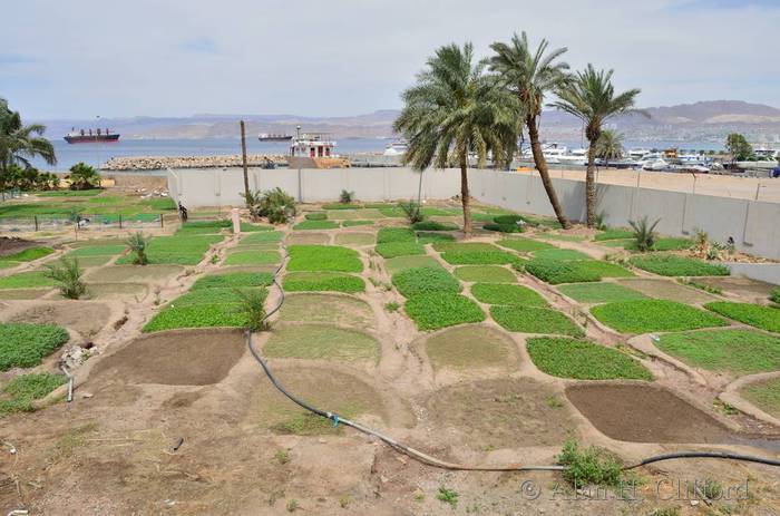 Allotments in Aqaba