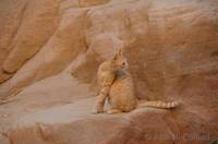 Siq cat