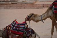 Camels at the Treasury