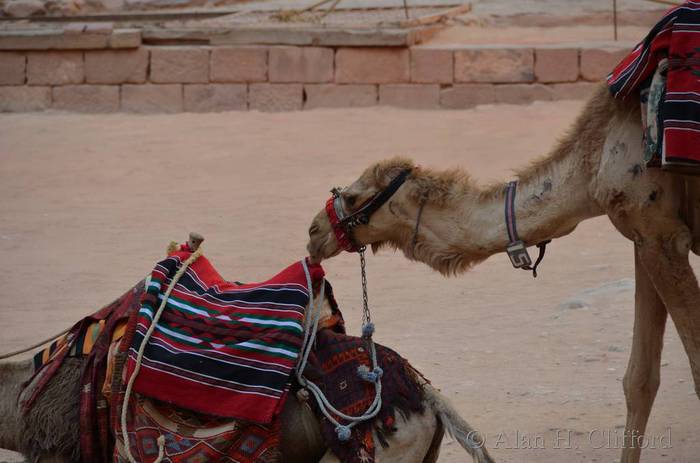 Camels at the Treasury