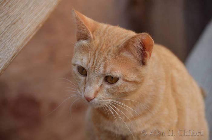 Treasury cat