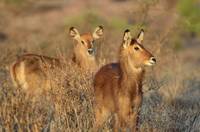 Waterbuck