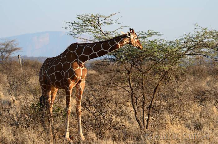 Reticulated giraffe