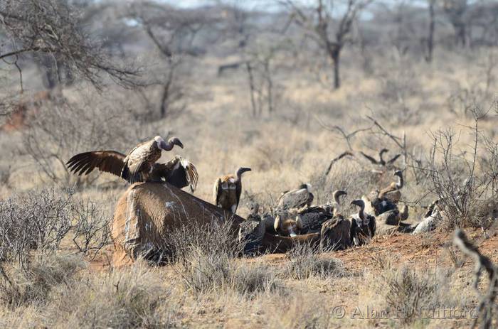 Vultures eating a dead elephant