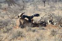 Vultures eating a dead elephant