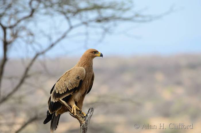 Tawny eagle