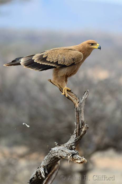 Tawny eagle