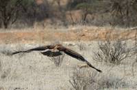 Tawny eagle