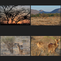 Buffalo Springs National Reserve