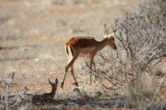 Young impala