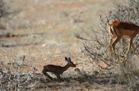 Young impala