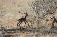 Young impala