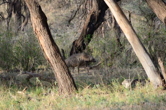 Striped hyena