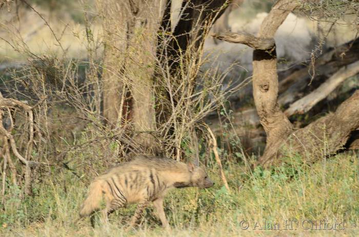 Striped hyena