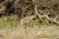 Striped hyena