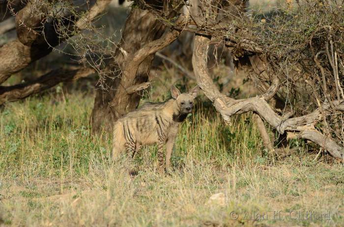 Striped hyena