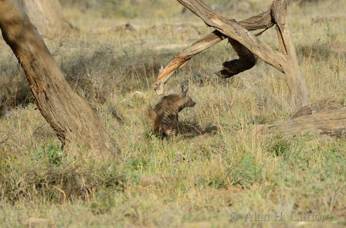 Striped hyena