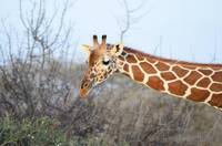 Reticulated giraffe