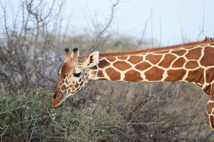 Reticulated giraffe