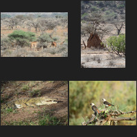 Buffalo Springs National Reserve