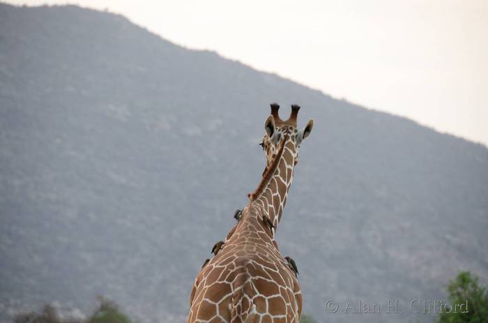 Giraffe