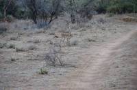 Gerenuk