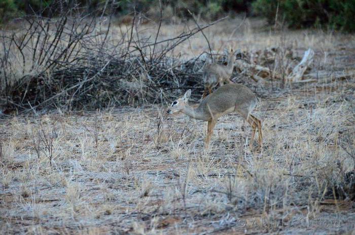 Dik-dik