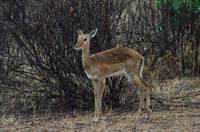 Young impala